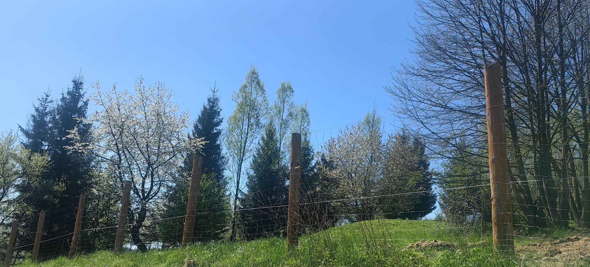 Wiosenny krajobraz z drzewami w pełnym rozkwicie, widocznymi przez drewniany płot z siatki. Błękitne niebo w tle. Słoneczny dzień.