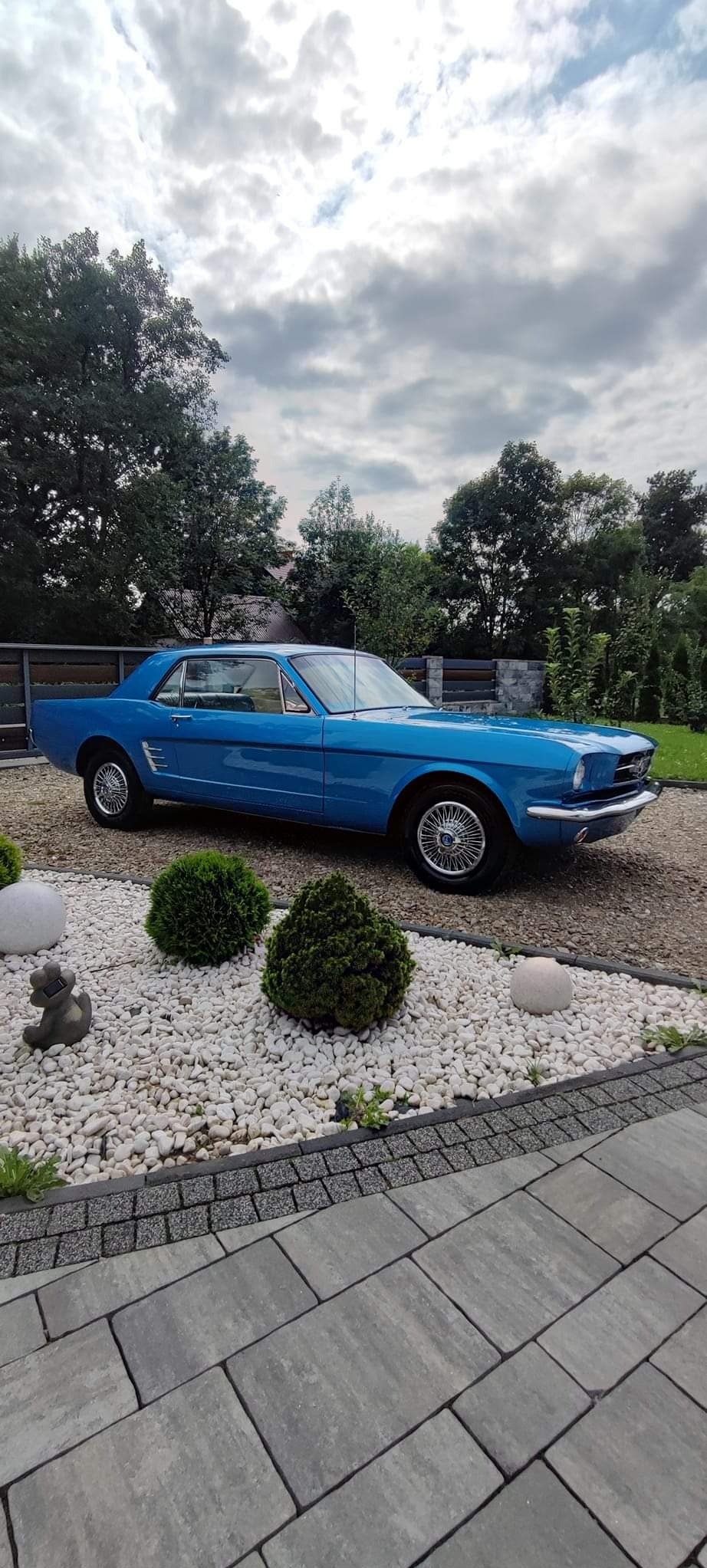 Błękitny Ford Mustang z 1965 roku na żwirowym podjeździe, otoczony kulistymi krzewami i dekoracyjnymi kamieniami, z widocznym fragmentem kostki brukowej i zieleni w tle.