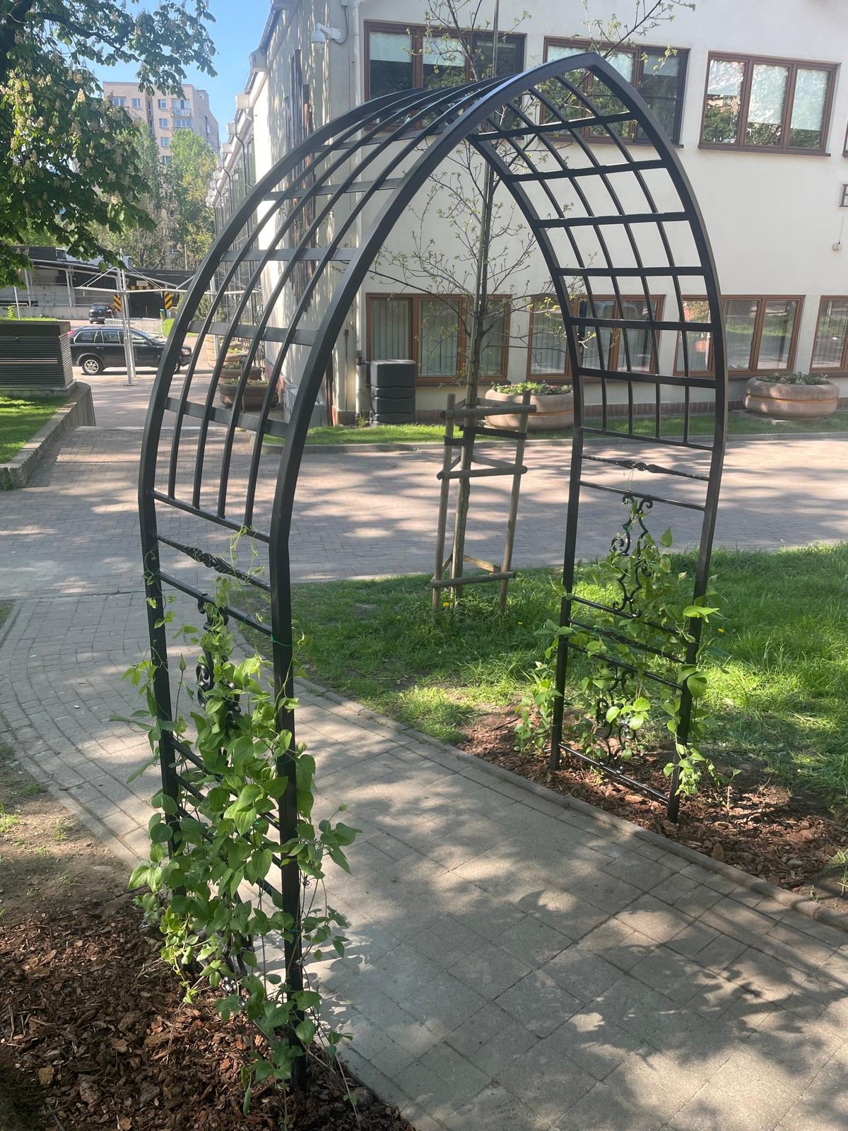 Czarna, metalowa pergola ogrodowa z pnącą roślinnością, ustawiona nad ścieżką z kostki brukowej na tle budynku z oknami. Dekoracyjny element architektury krajobrazu.