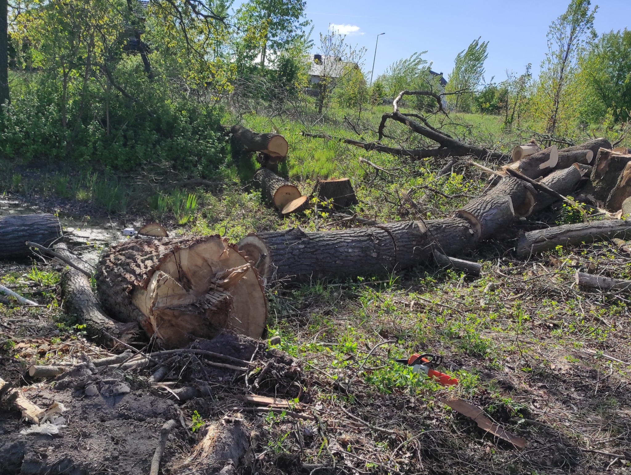 Ścięte pnie drzew na trawie po wycince, w tle zieleń i budynek. Na pierwszym planie leży piła łańcuchowa. Widok na teren po wykonanej usłudze wycinki.