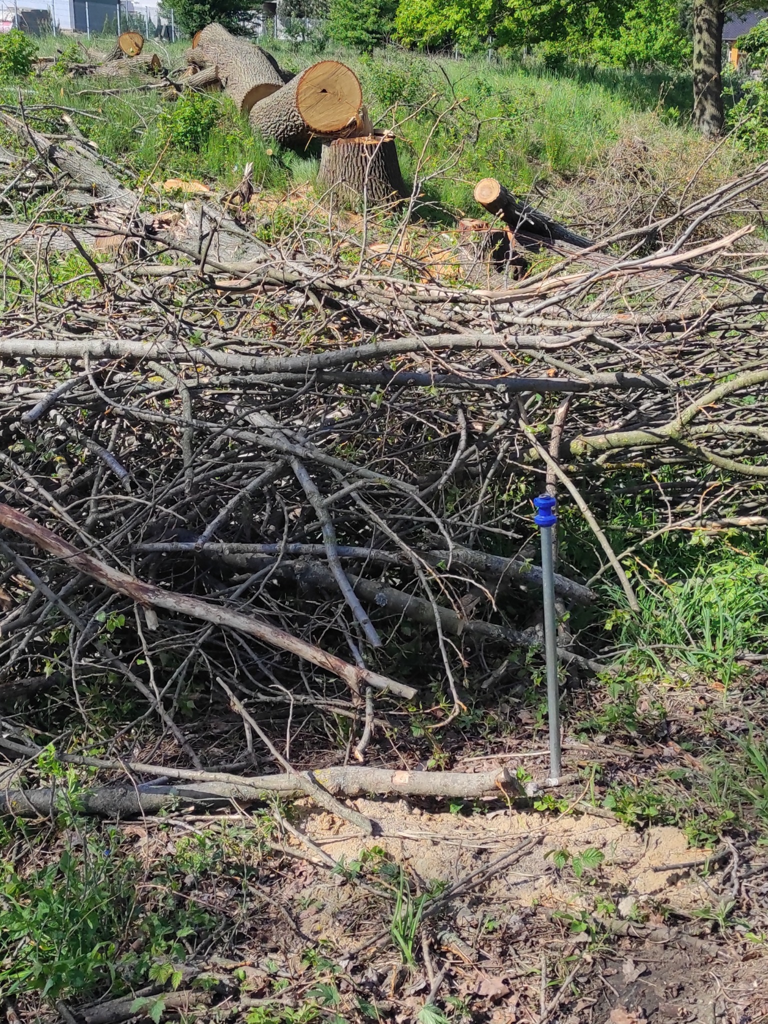 Świeżo ścięte pnie i gałęzie drzew po wycince, z widocznym metalowym słupkiem z niebieską nakładką, leżące na trawiastym terenie.