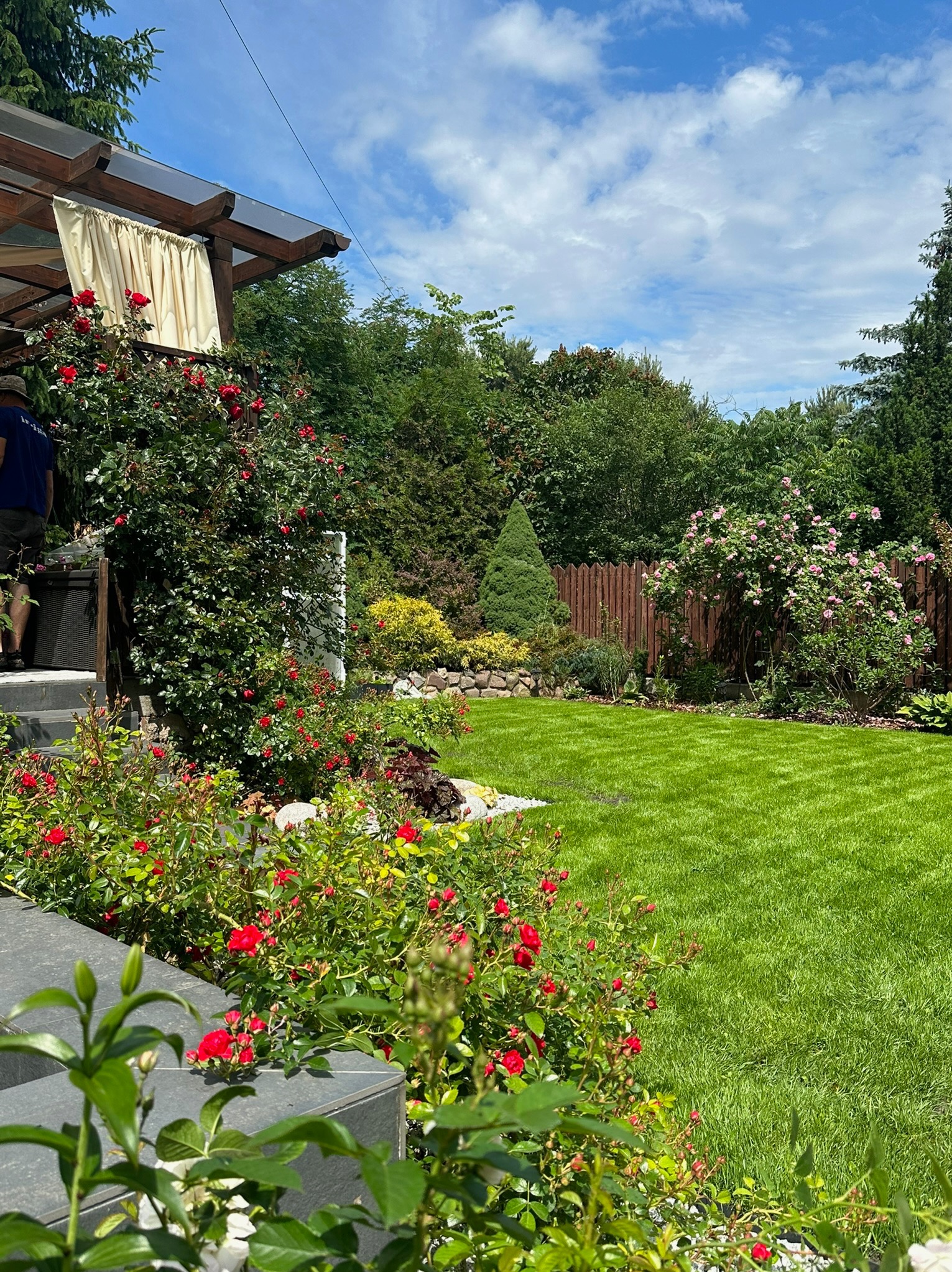 Zadbany ogród z równo przystrzyżonym trawnikiem, kwitnącymi krzewami róż w odcieniach czerwieni i różu, drewnianym ogrodzeniem i pergolą z zasłoną, widok z bliska na roślinność przy schodach.