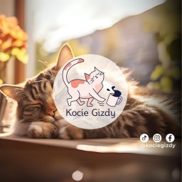 Profesjonalna terapia behawioralna i indywidualna dieta – Kocie Gizdy pomagają kompleksowo