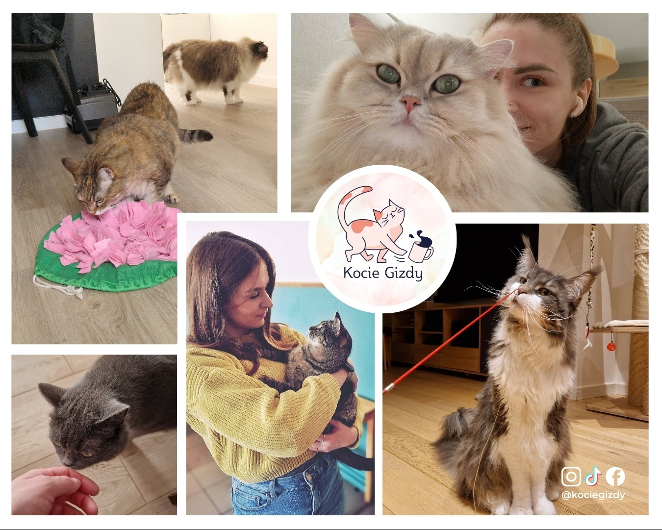 Kompleksowa opieka nad kotem: analiza zachowania, dobór karmy, poprawa relacji w stadzie.