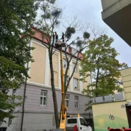 Pracownicy na podnośniku koszowym przycinają gałęzie drzewa z jemiołą na tle budynku z czerwonym dachem i dekoracją motyli na ścianie.