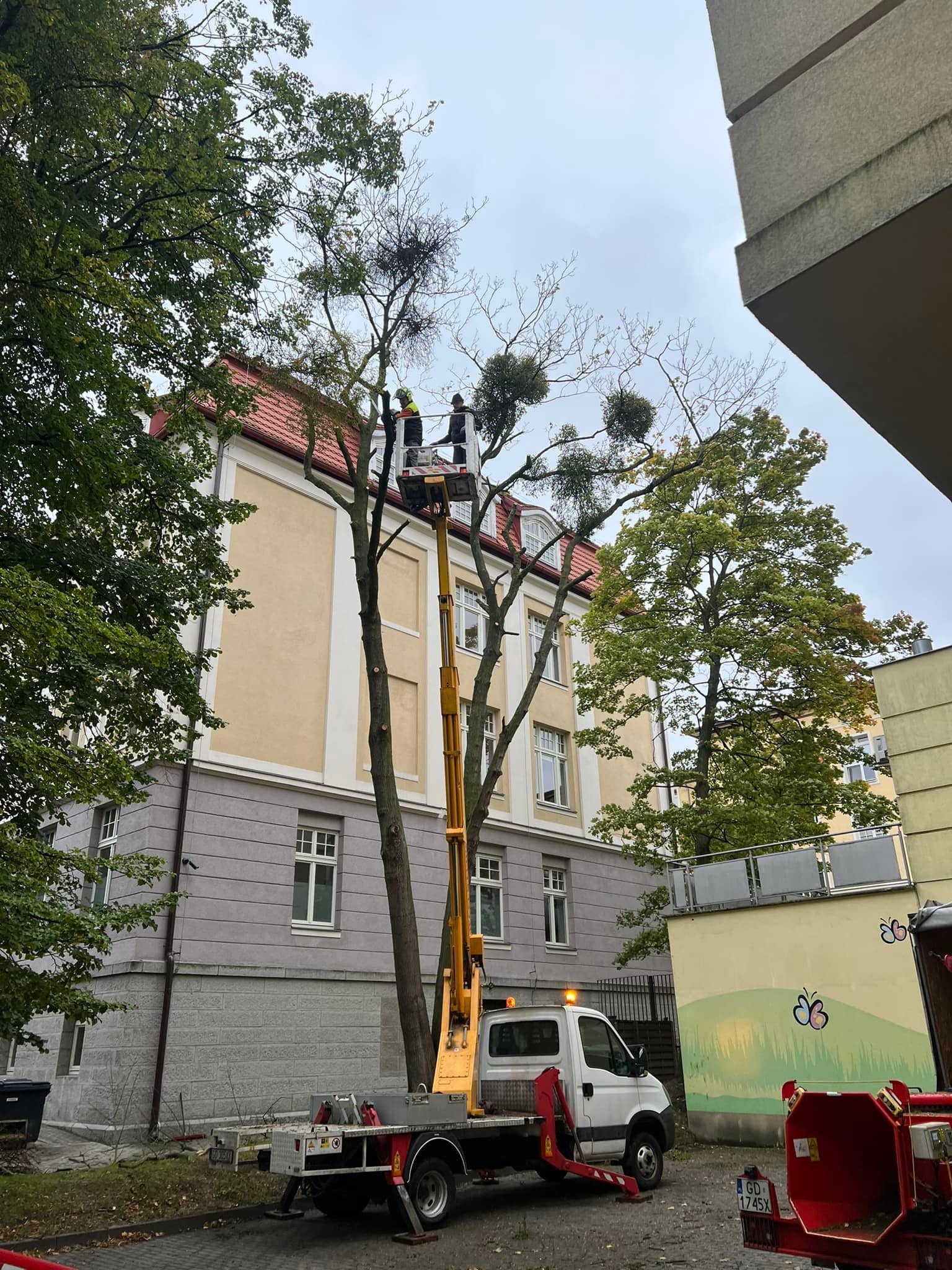 Pracownicy na podnośniku koszowym przycinają gałęzie drzewa z jemiołą na tle budynku z czerwonym dachem i dekoracją motyli na ścianie.