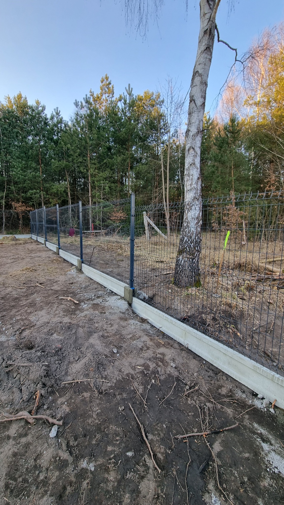 Nowoczesne ogrodzenie panelowe z podmurówką betonową na tle lasu. Słupki w kolorze grafitowym. Widoczne drzewo rosnące tuż przy ogrodzeniu. Teren przygotowany pod trawnik.