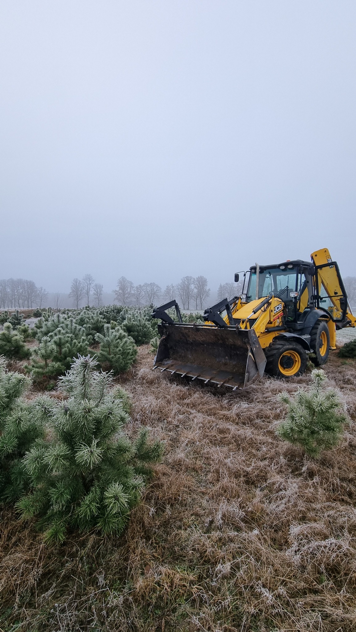 Żółta koparko-ładowarka JCB na zroszonym polu uprawnym z młodymi drzewkami iglastymi w tle, mglista pogoda.