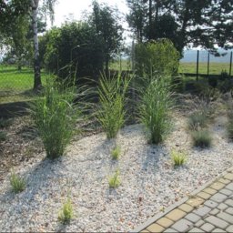 Trawa z rolki Gdańsk 4