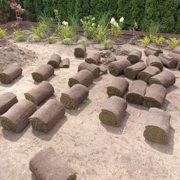 PERSSON PRZEMYSŁAW JABŁOŃSKI - Świeże rolki trawy rozłożone na piaszczystym gruncie, gotowe do instalacji. W tle rabata z roślinami, system nawadniania i wysoki żywopłot z tui.