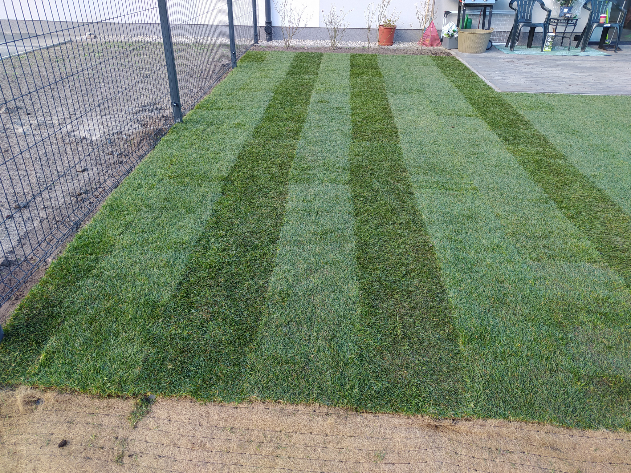 Świeżo ułożona trawa z rolki z widocznymi pasami po wałowaniu, siatka zabezpieczająca na brzegu trawnika, metalowe ogrodzenie i fragment tarasu z krzesłami w tle.