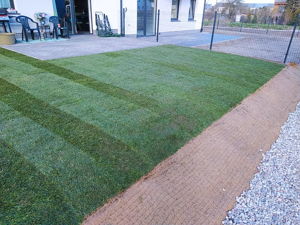 Świeżo ułożona trawa z rolki z wyraźnymi pasami po koszeniu, widoczna siatka wzmacniająca na skraju trawnika i jasne kamienie drenażowe wzdłuż ogrodzenia.