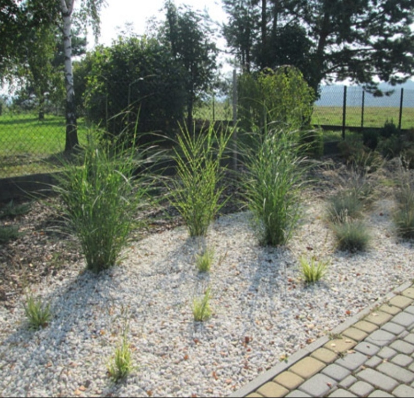 Kępy ozdobnych traw w ogrodzie wysypanym białym żwirem, obrzeże z kostki brukowej, w tle siatka ogrodzeniowa i zieleń drzew.