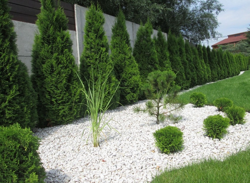 Równy rząd wysokich, zielonych tuj wzdłuż betonowego ogrodzenia, podsypane białym kamieniem, z dodatkiem trawy ozdobnej i niskich, kulistych krzewów.