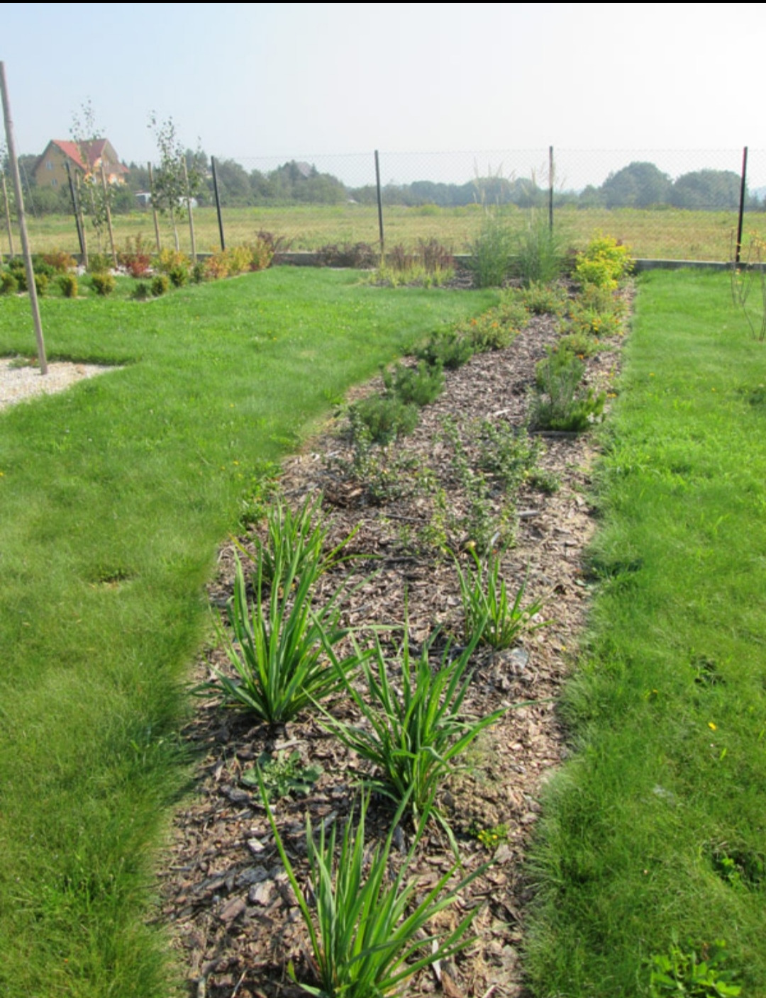 Świeżo założony ogród z rabatą wysypaną korą, młodymi roślinami i równo przystrzyżonym trawnikiem, widok z perspektywy ogrodu w kierunku domu w tle.