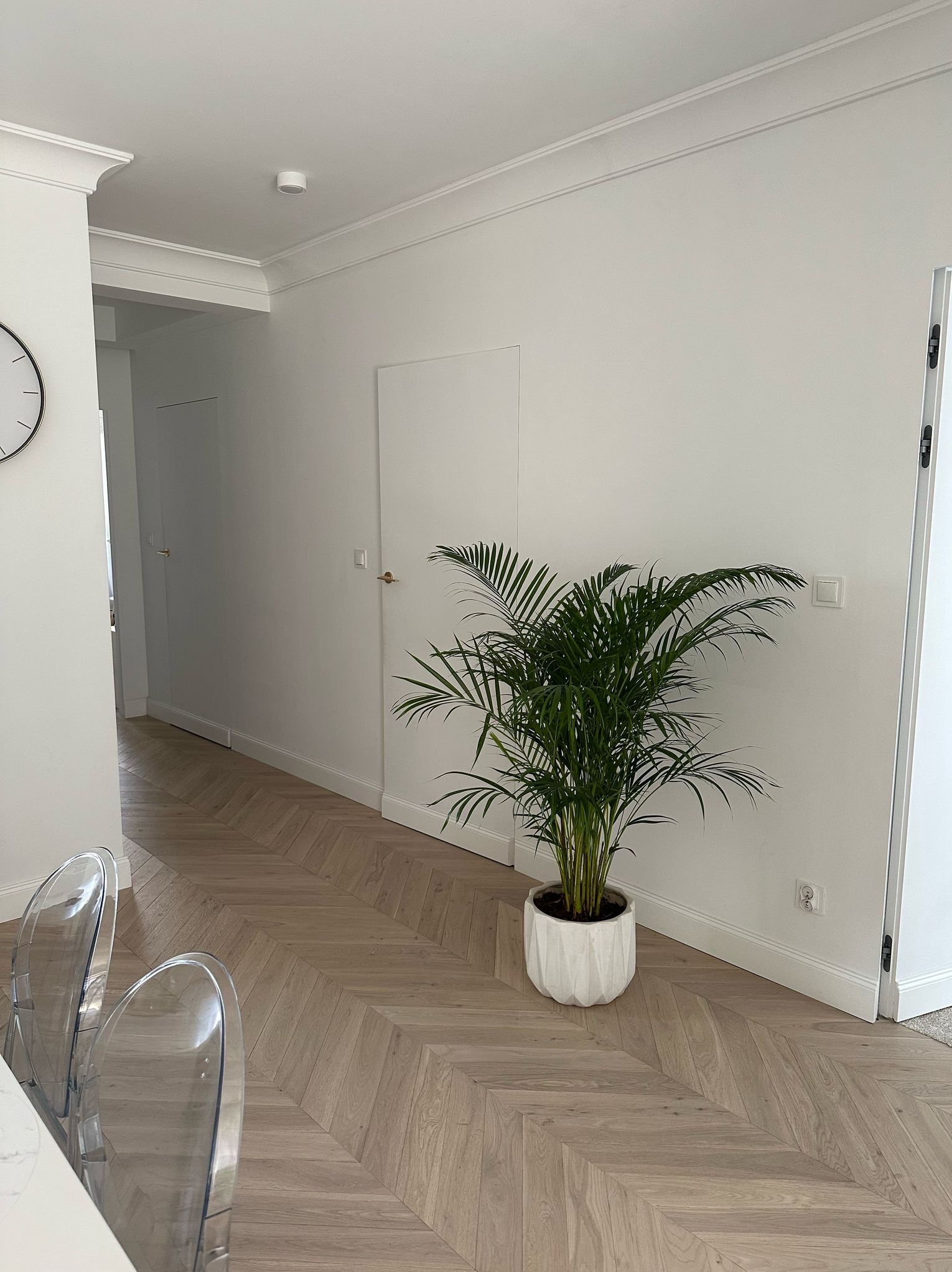 Jasny parkiet ułożony w jodełkę francuską w holu. Białe ściany, sztukateria sufitowa i donica z zieloną rośliną. Przezroczyste krzesła w tle.