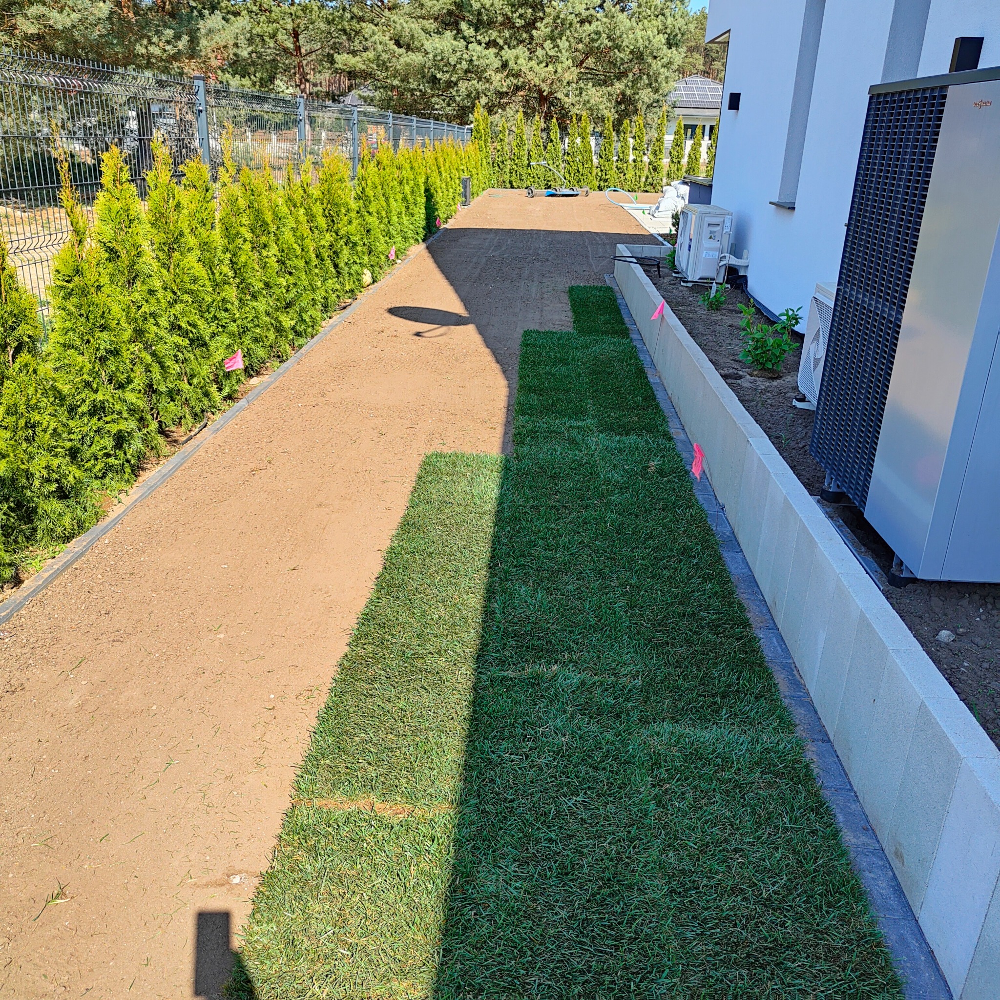 Układanie trawy z rolki wzdłuż ścieżki z tujami i betonowego murku, widoczne ślady po nawadnianiu, dom w tle.