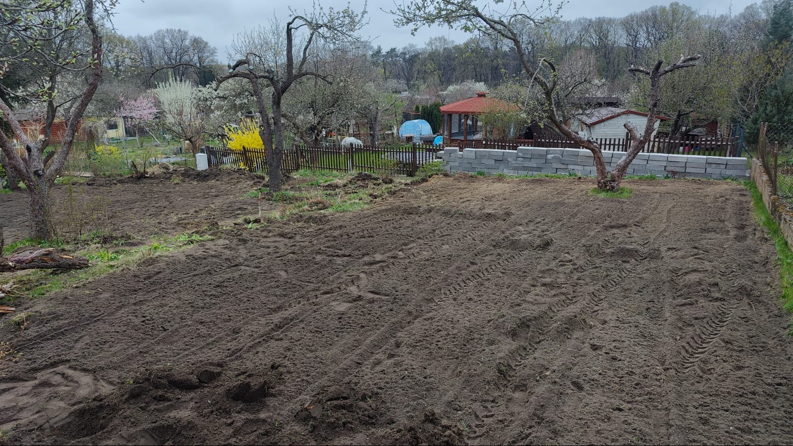 Przygotowany teren pod przyszły ogród, świeżo przekopana ziemia z widocznymi śladami traktora, w tle ogrodzenie, drzewa owocowe w kwitnieniu i budynek gospodarczy.