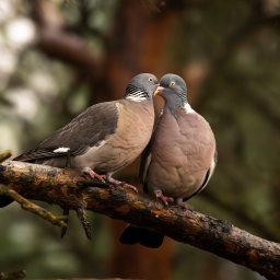 Kamil Nalepa Photo - Para gołębi grzywaczy siedząca obok siebie na gałęzi drzewa iglastego, zbliżona dziobami, w tle zamazane gałęzie.