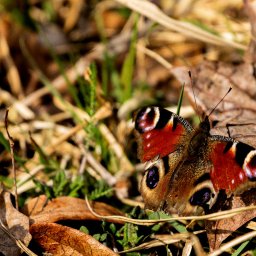 Fotografia produktowa Chodzież 4