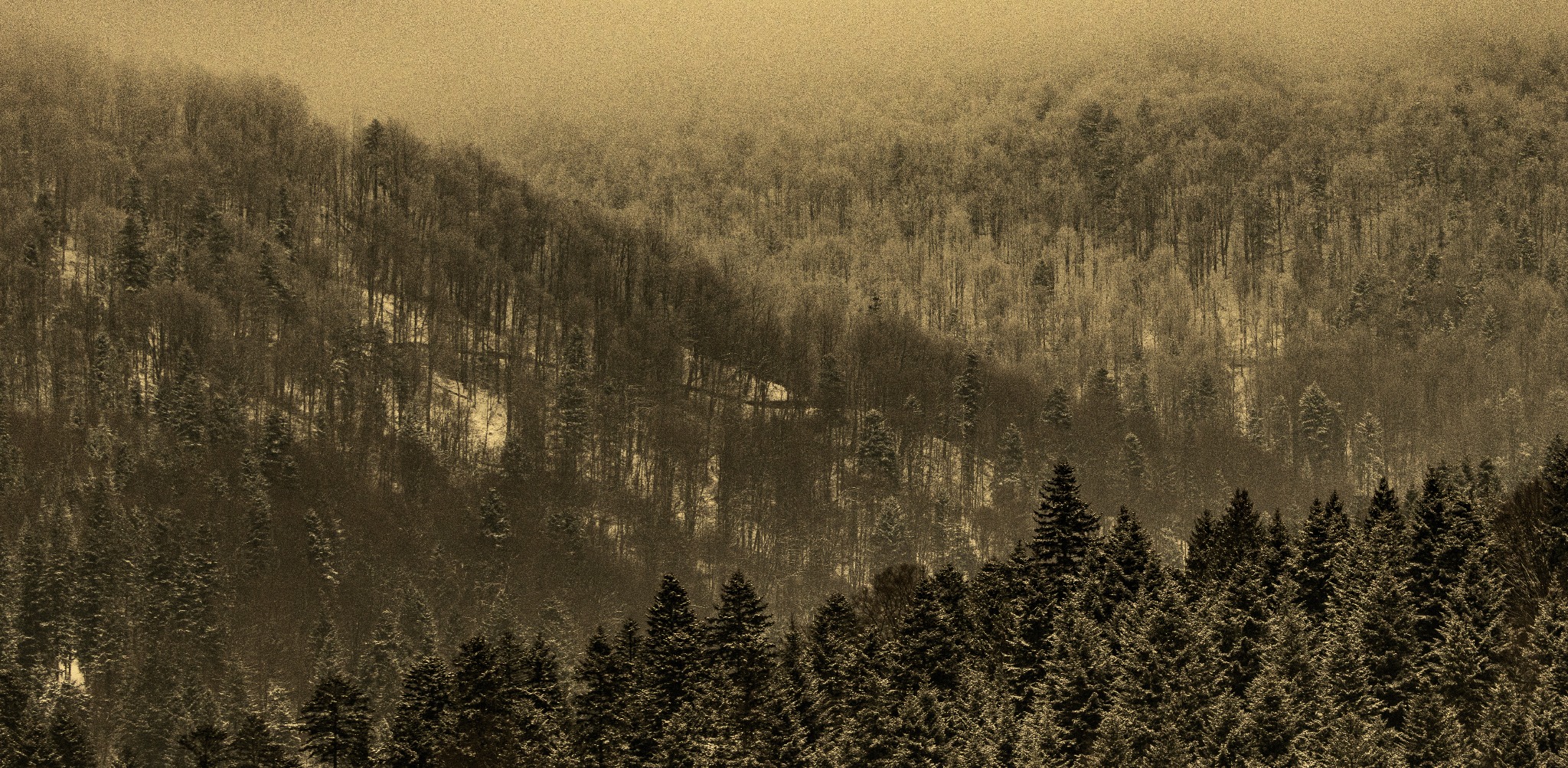 Jesienny las iglasty na zboczu wzgórza, widoczny w oddali w sepii.