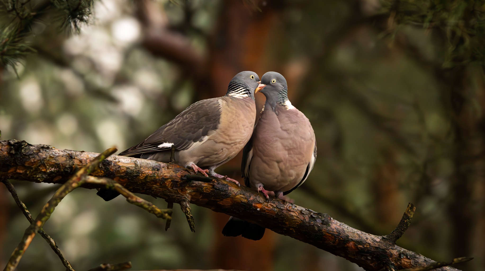 Para gołębi grzywaczy siedząca obok siebie na gałęzi drzewa iglastego, zbliżona dziobami, w tle zamazane gałęzie.