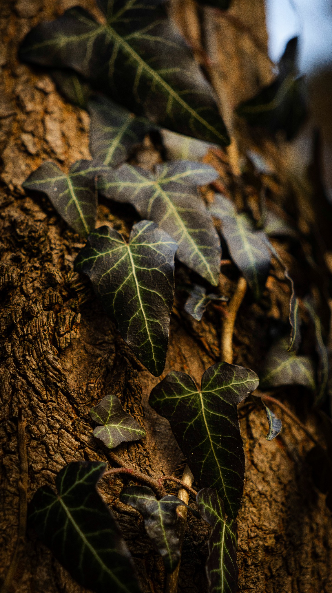 Bluszcz pnący się po korze drzewa, z wyraźnie widocznymi żyłkami na liściach i fakturą kory.