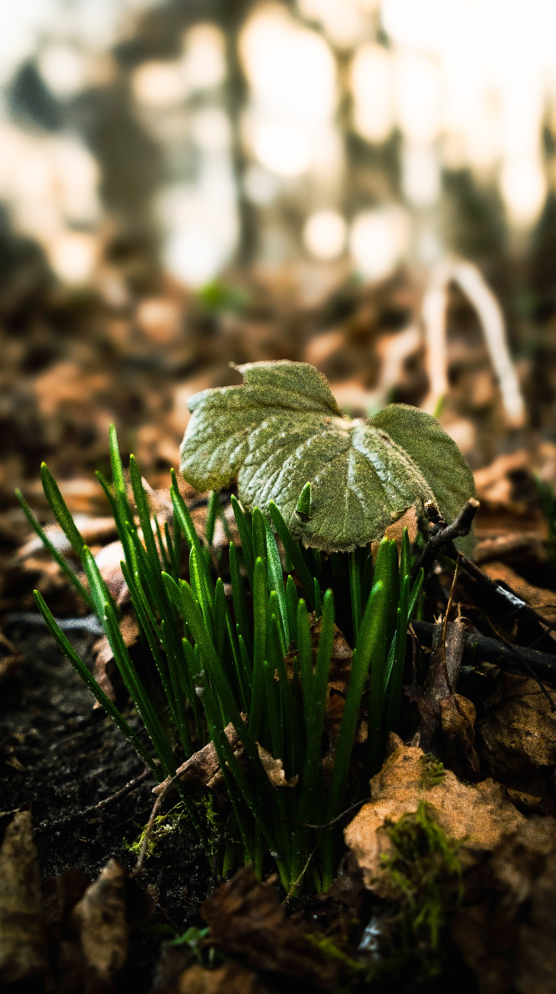 Kępa zielonych pędów przebiśniegów wyrastająca spod zeszłorocznych, brązowych liści, z pojedynczym, zwiędłym liściem w tle, w rozproszonym świetle.