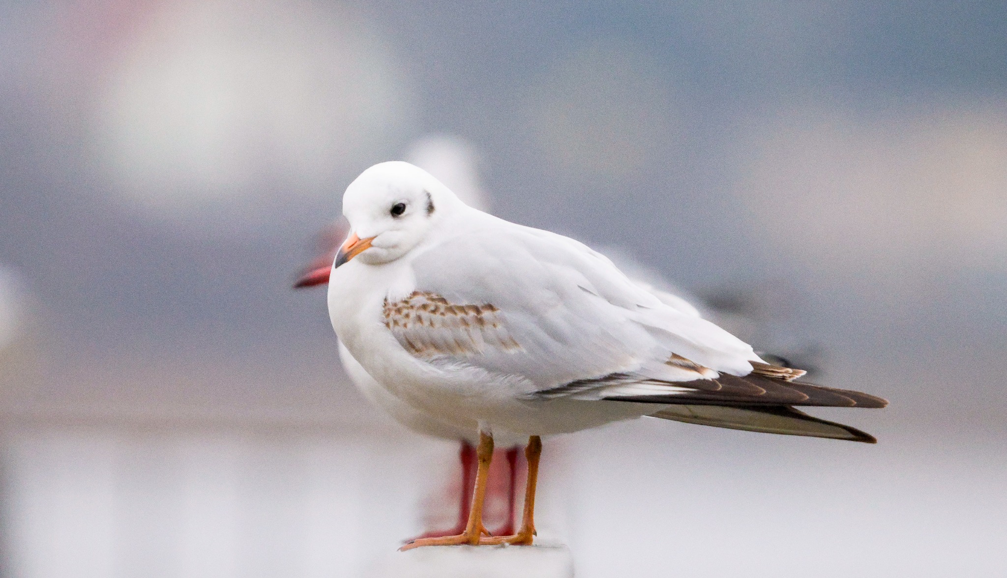 Białogłowa mewa śmieszka z pomarańczowym dziobem, stojąca na betonowym słupku na tle rozmytego, szarego nieba.