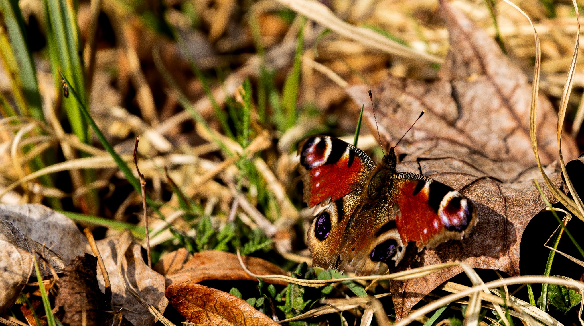 Pawie oczko spoczywa na uschniętym liściu wśród trawy i suchych źdźbeł, z widoczną drobną muszką na źdźble w tle.