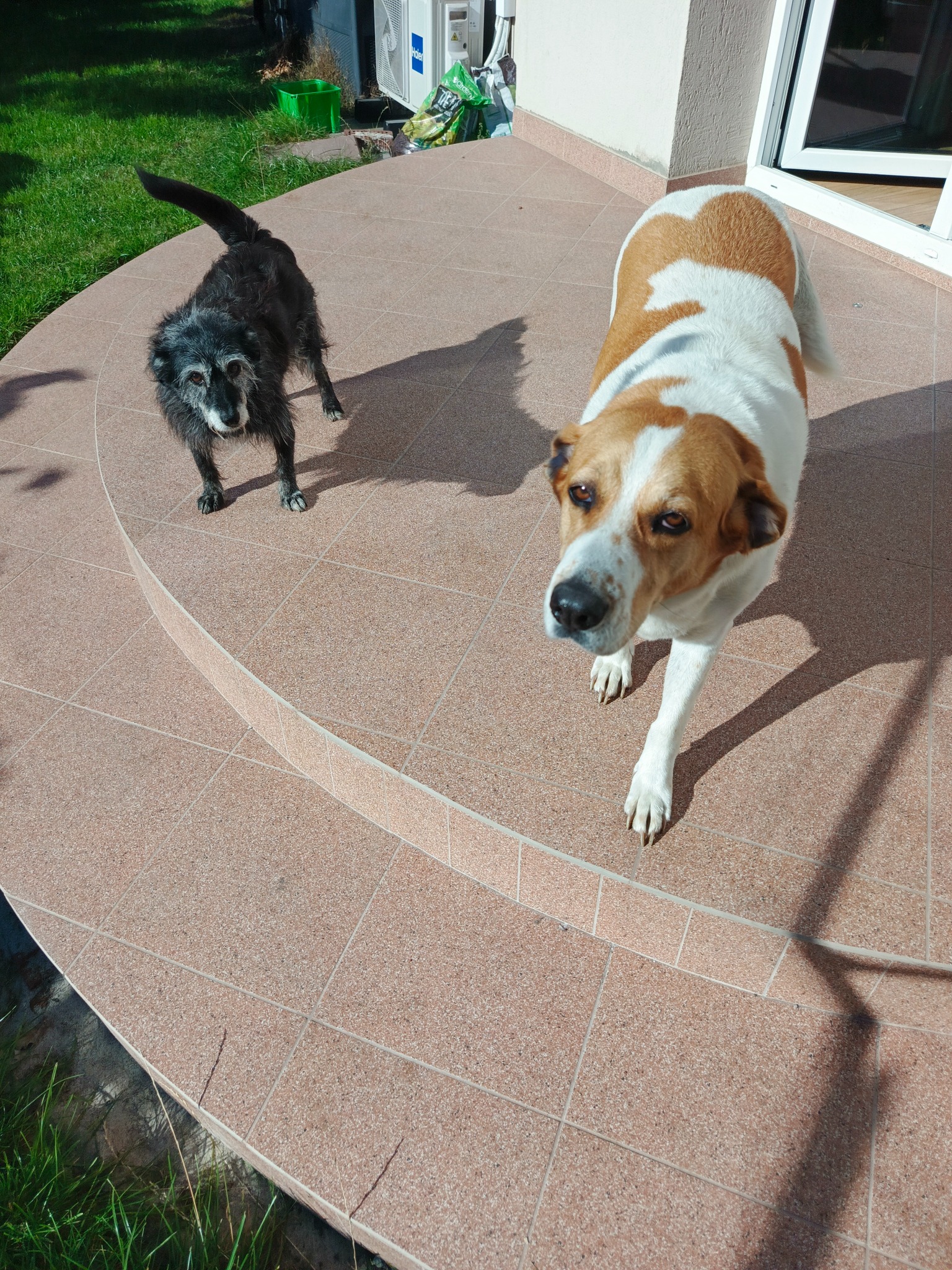 Dwa psy na tarasie wyłożonym płytkami w odcieniach beżu. Widoczne schody tarasowe i trawnik w tle. Jasne, naturalne oświetlenie.