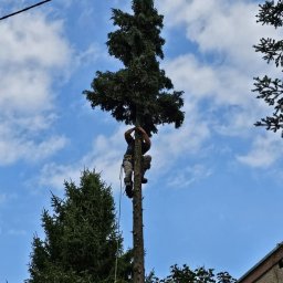 Profesjonalne wycinanie dzew 
Stylem alpinistycznym 