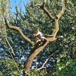 Wycinka drzew Tarnowskie Góry 4