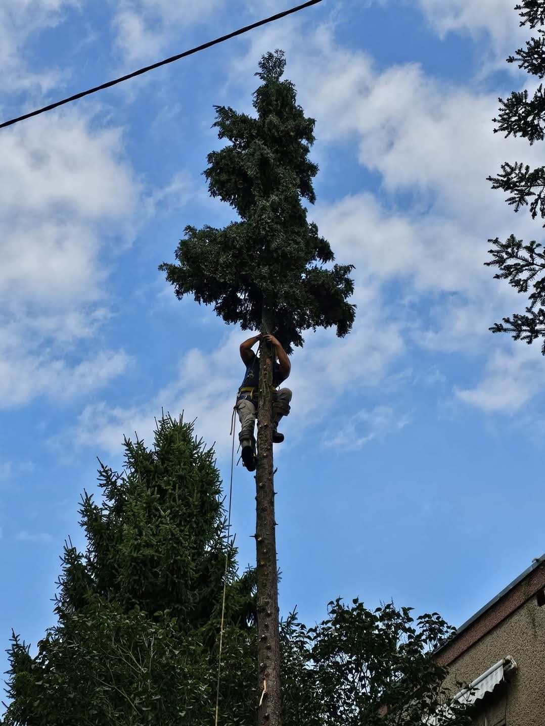 Profesjonalne wycinanie dzew Stylem alpinistycznym