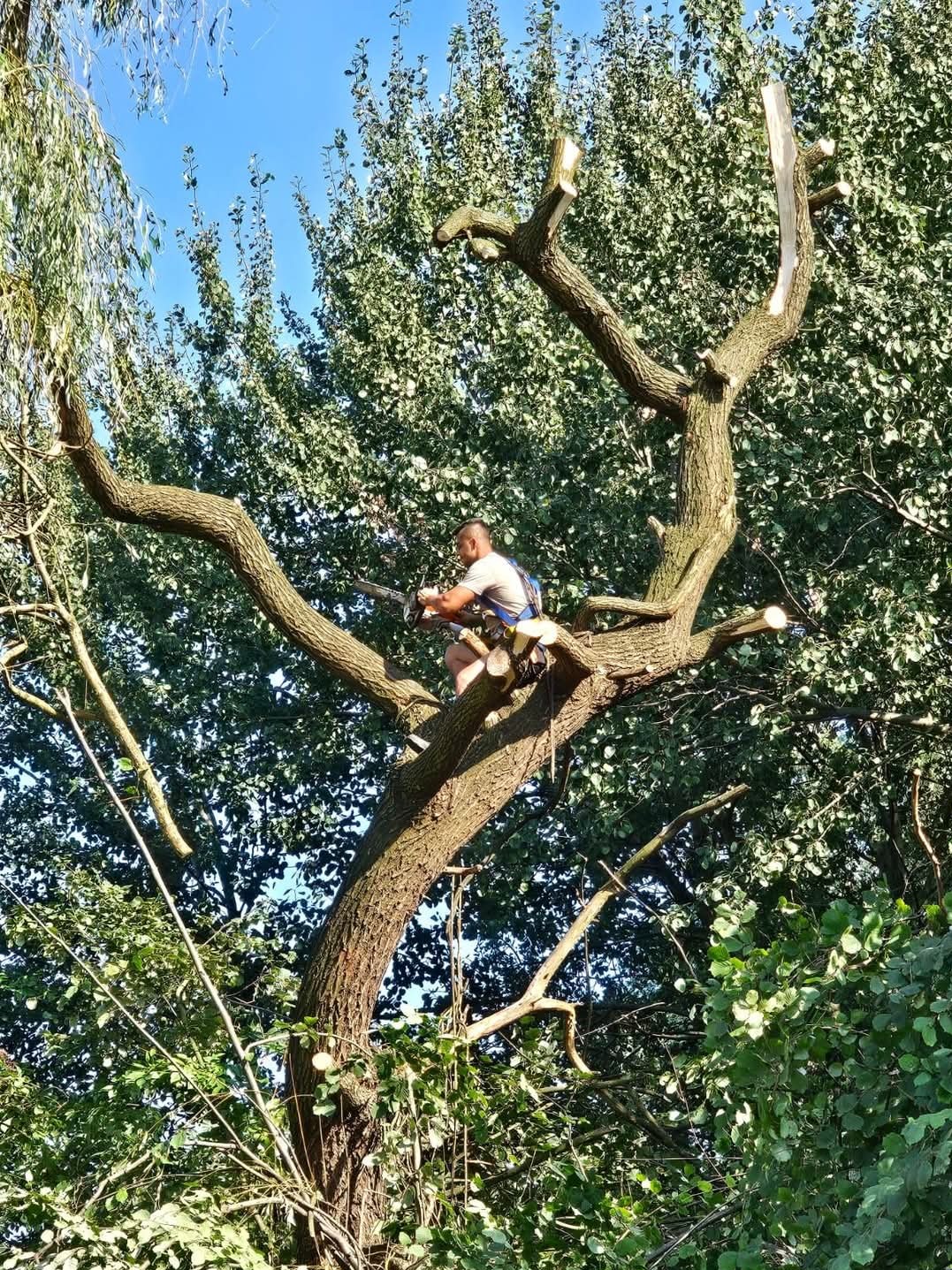 Arborysta w uprzęży, tnący gałęzie piłą spalinową na rozłożystym drzewie, widoczne świeże cięcia i gęste listowie w tle.