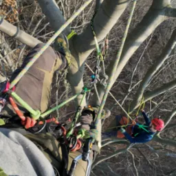 Arboriści w trakcie pracy na drzewie z użyciem lin i zabezpieczeń, widok z góry, jesienne drzewa w tle, jeden z pracowników w czerwonym kasku.