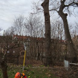 Wycinka drzew Zgorzelec 3