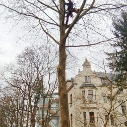 Wycinka drzew Zgorzelec 4