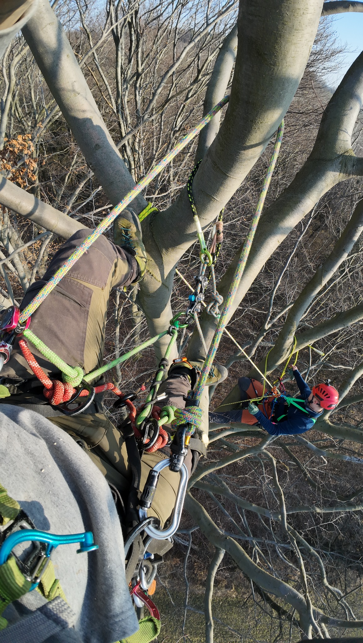 Arboriści w trakcie pracy na drzewie z użyciem lin i zabezpieczeń, widok z góry, jesienne drzewa w tle, jeden z pracowników w czerwonym kasku.