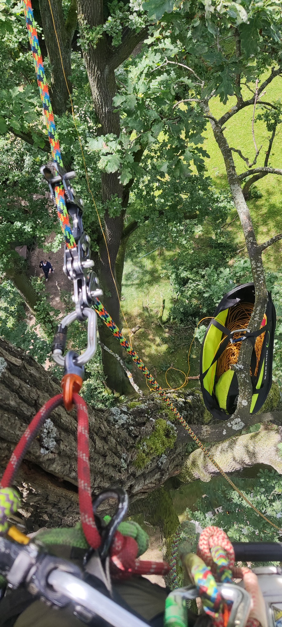 Widok z góry na sprzęt arborystyczny zawieszony na drzewie, z zielonym tłem liści i odległym fragmentem trawnika. Lina w jaskrawych kolorach.