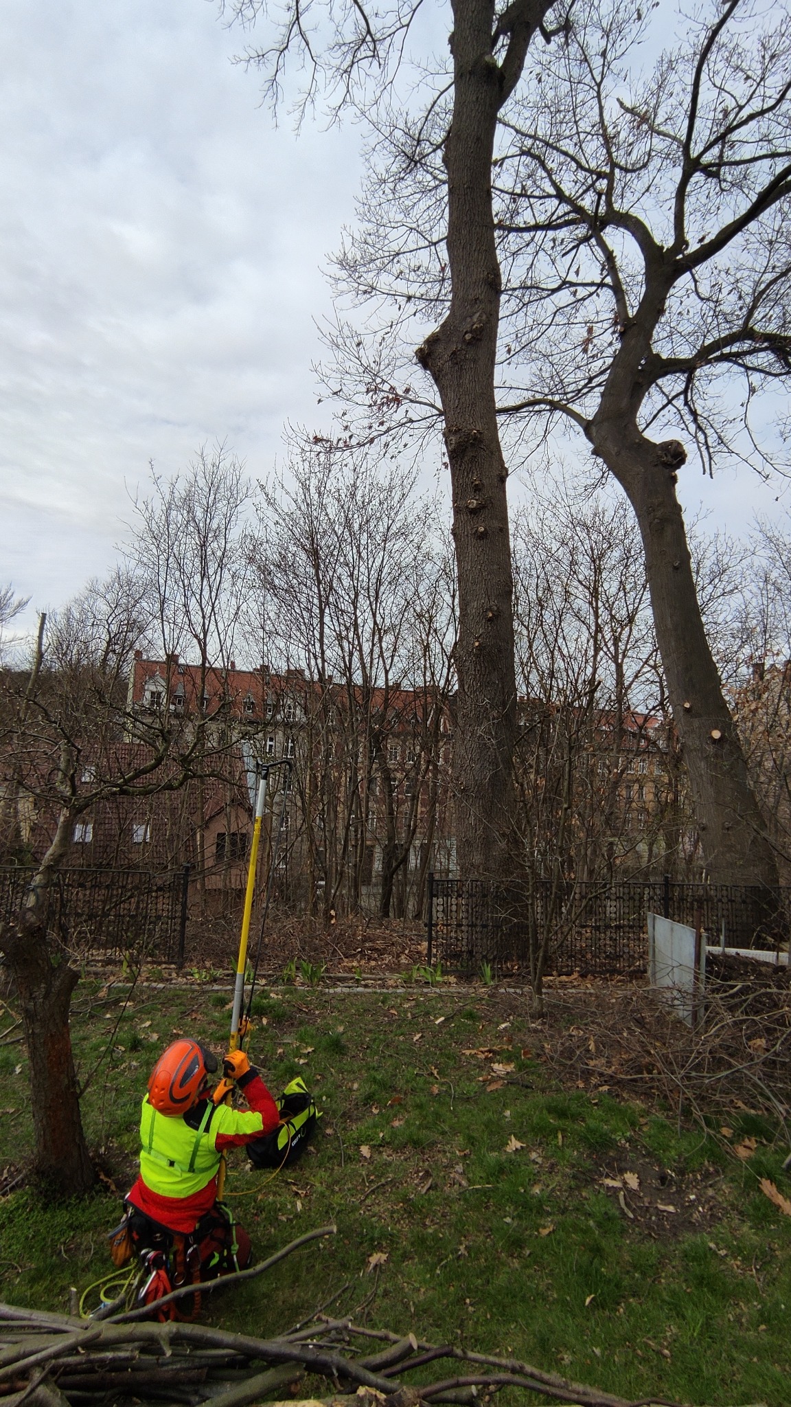 Pracownik w kasku i jaskrawej odzieży przycina drzewo za pomocą tyczkowej piły łańcuchowej. W tle zabudowa miejska i drzewa z widocznymi śladami cięcia.