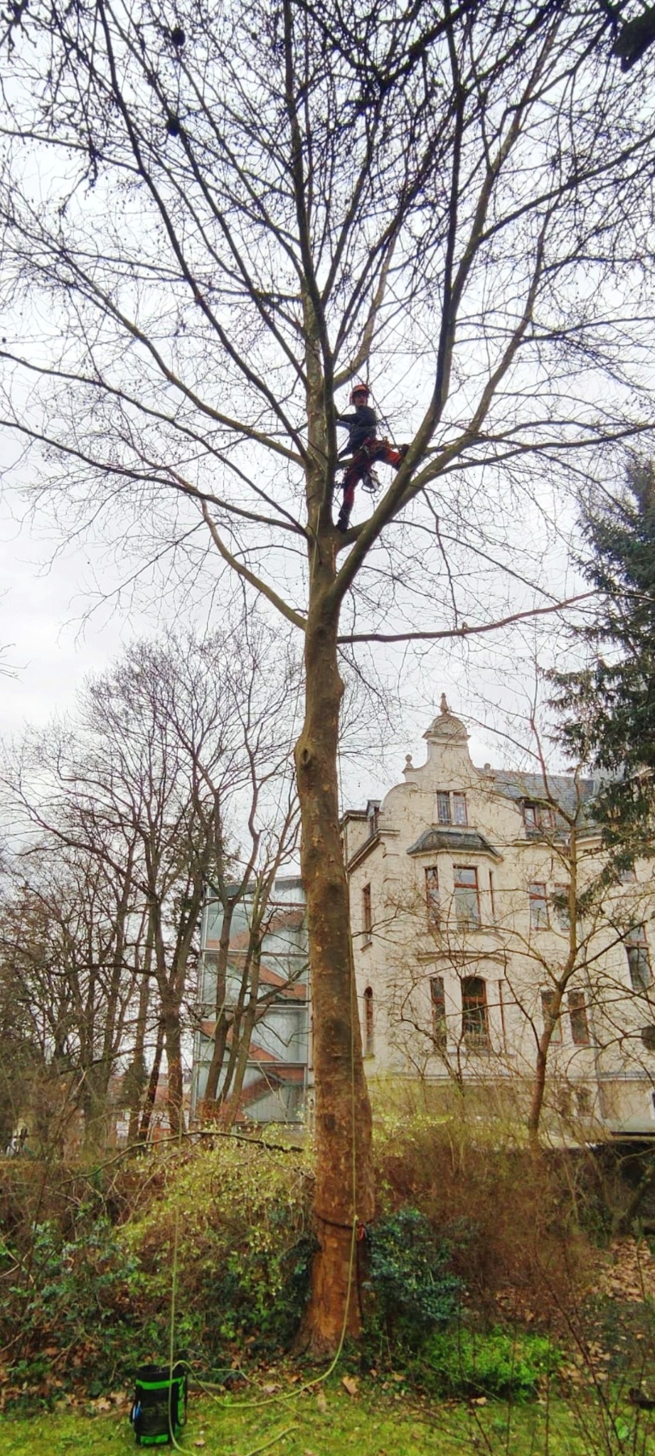 Arborysta w kasku i uprzęży na wysokim drzewie bez liści, zabezpieczony linami. W tle budynek z jasną elewacją i korony innych drzew.