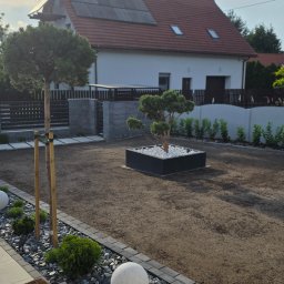 Dębolistna Ogrody - Świeżo urządzony ogród z formowanym drzewkiem w czarnej donicy z białymi kamieniami, młodym drzewem podpartym, ścieżką z szarej kostki i przygotowanym podłożem pod trawnik.