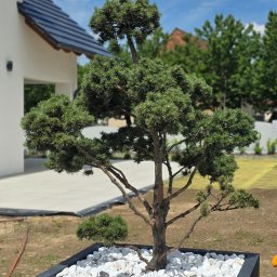 Dębolistna Ogrody - Artystycznie uformowana sosna w czarnej donicy z białymi otoczakami, na tle nowoczesnego domu i świeżo przygotowanego podłoża pod trawnik z widoczną siatką.