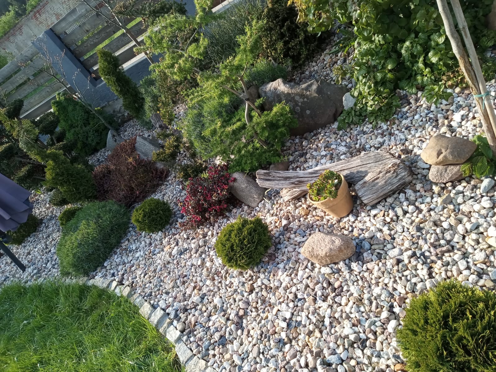 Ogród z nasadzeniami iglaków, krzewów i roślin w doniczce, wysypany białym grysem, z elementami drewna i kamieni dekoracyjnych.