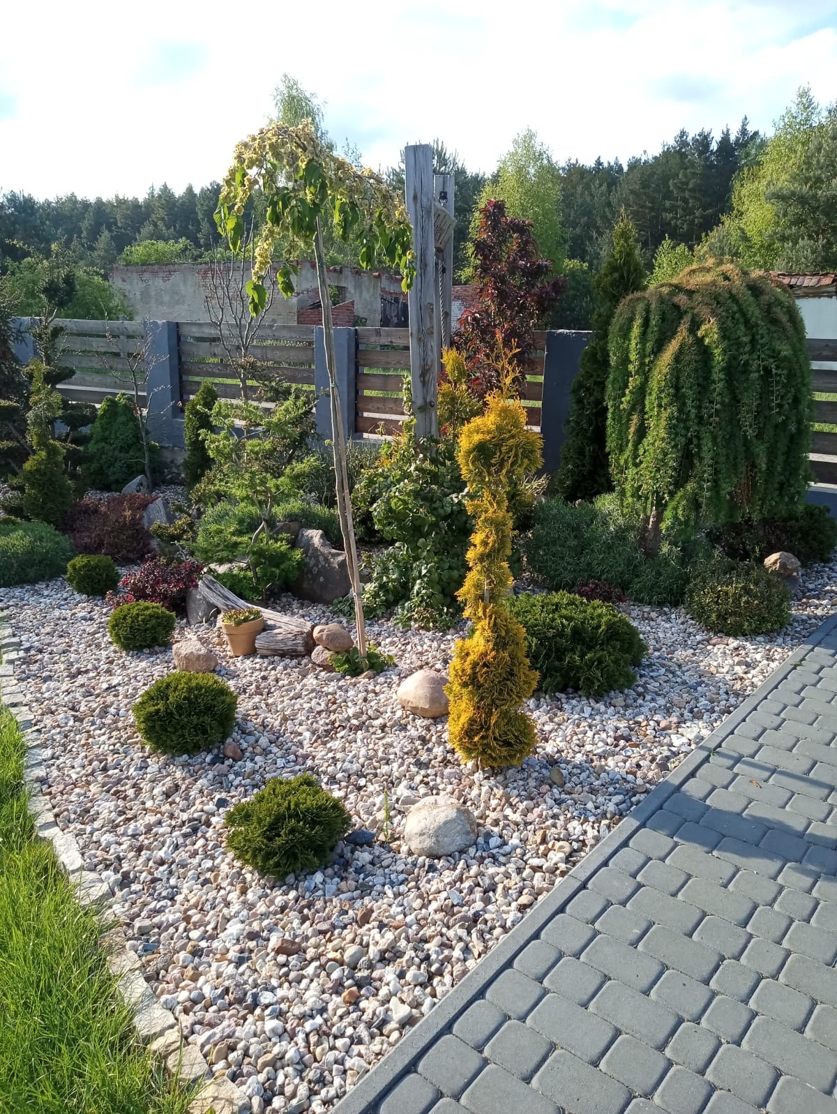 Ogród z nasadzeniami: drzewa, krzewy iglaste i liściaste, rabata wysypana drobnymi kamykami, obrzeże z kostki brukowej, w tle drewniany płot.