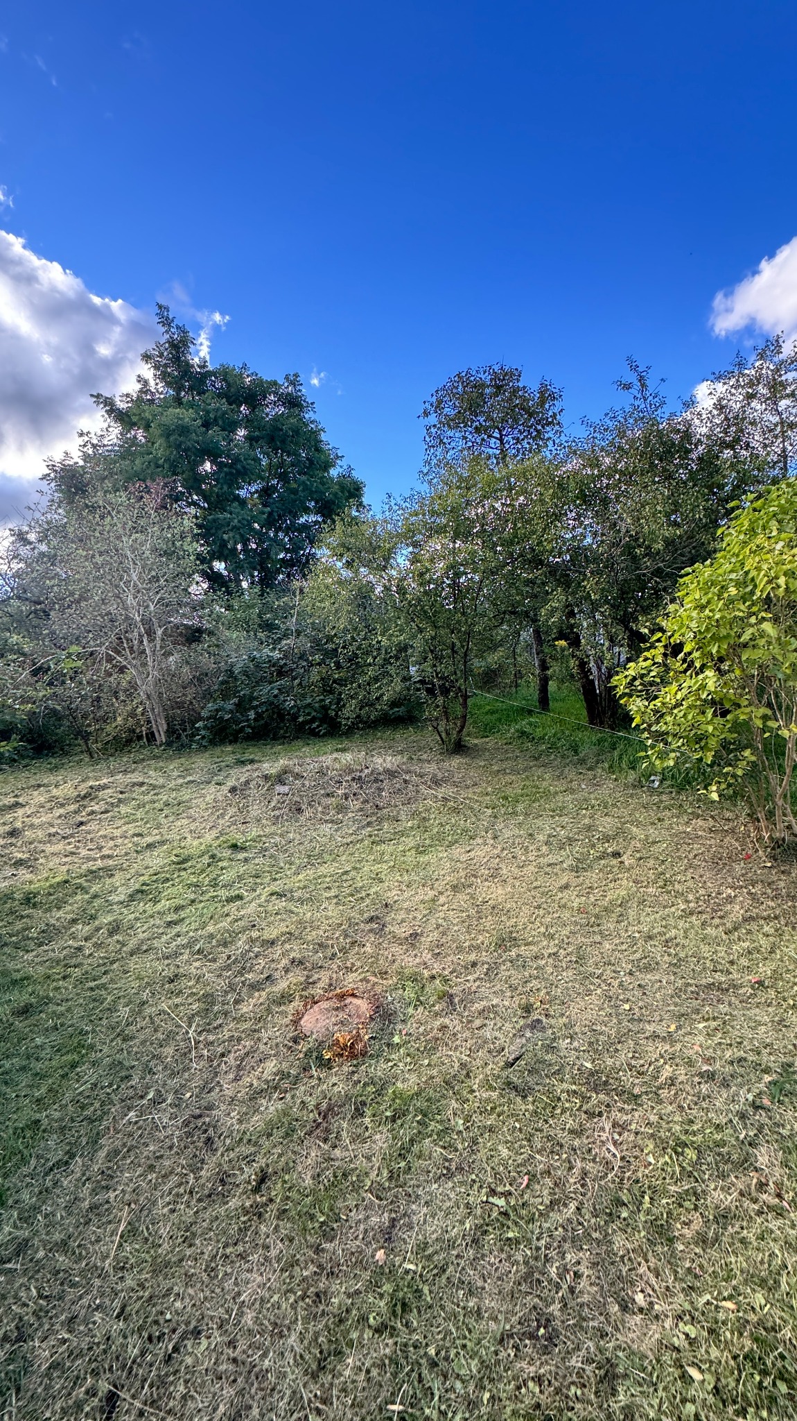 Świeżo skoszona trawa z pniem po wycince drzewa na pierwszym planie, otoczona zielenią i błękitnym niebem z chmurami w tle. Widok na ogród po pielęgnacji.