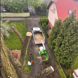 Wycinka drzewa wraz z posprzątaniem gałęzi i utylizacja