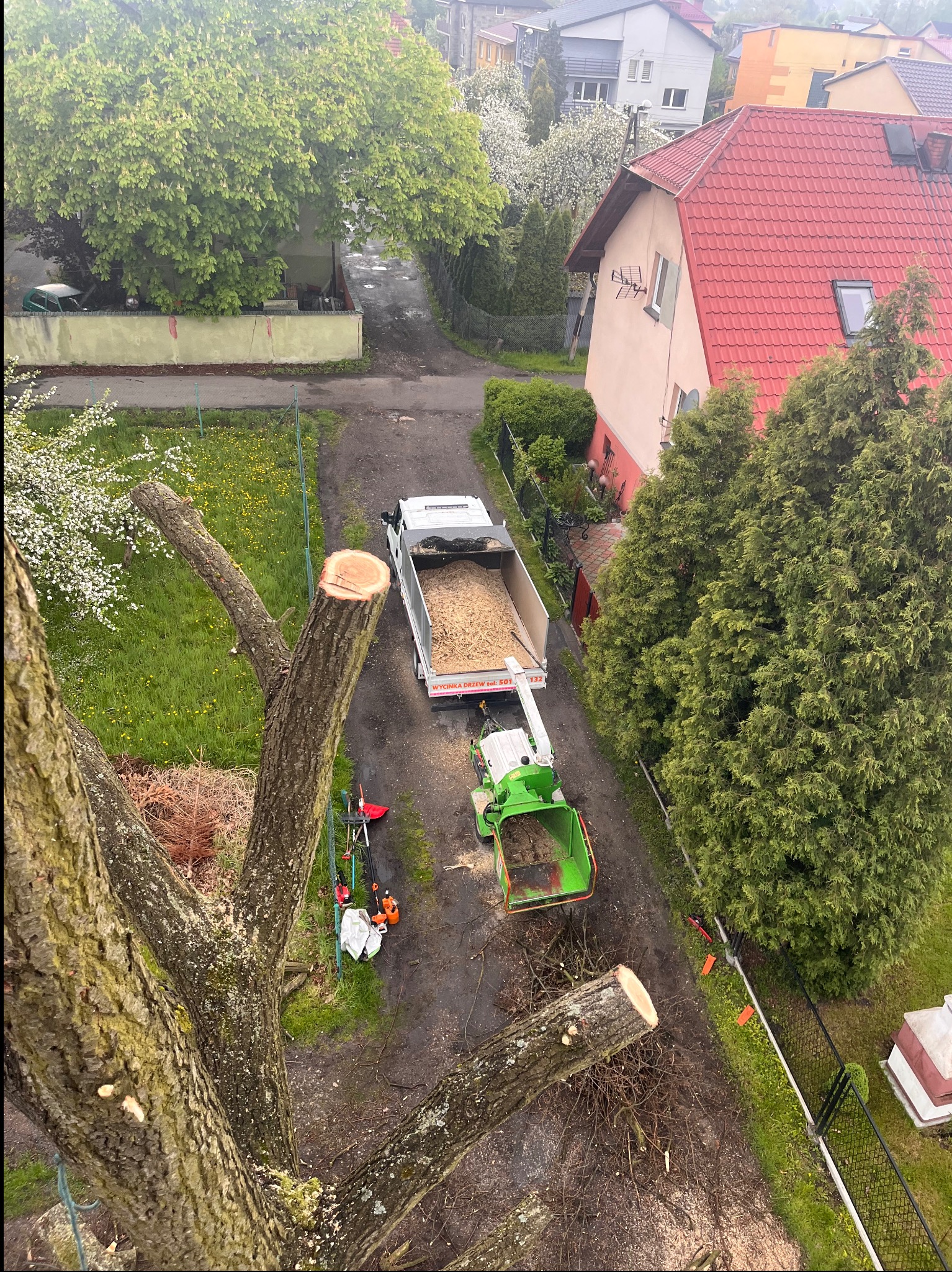 Wycinka drzewa wraz z posprzątaniem gałęzi i utylizacja