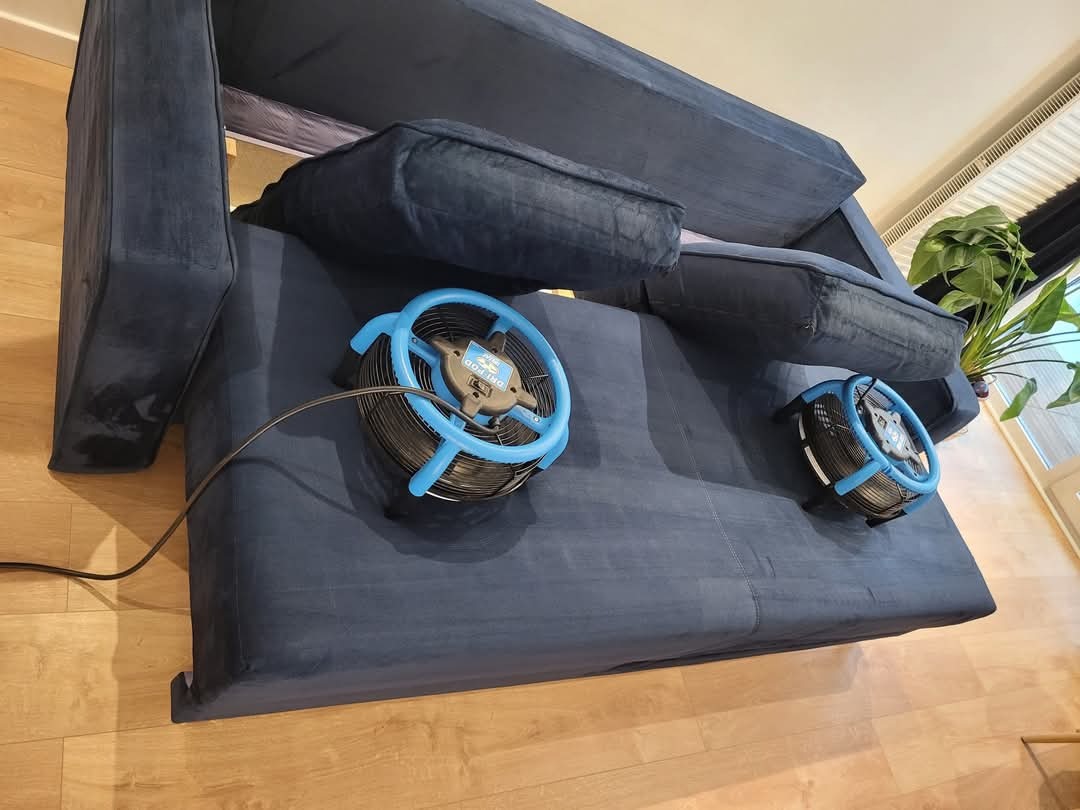 Granatowa sofa po czyszczeniu, suszona dwoma wentylatorami z niebieskimi obudowami, widoczny fragment podłogi i roślina doniczkowa w tle.